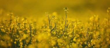 Arazideki sarı çiçeklerin soyut yaz arkaplan dokusu, güzel doğa güneşli gün vahşi çiçek