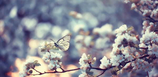 весна цветущий сад фон, нежные белые цветы на деревьях, сезонный марш весна