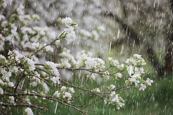 spring rain in blooming garden, concept freshness nature weather seasonal background