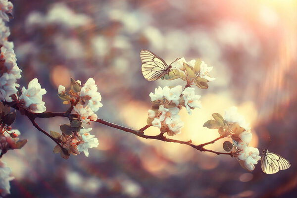 весна цветущий сад фон, нежные белые цветы на деревьях, сезонный марш весна