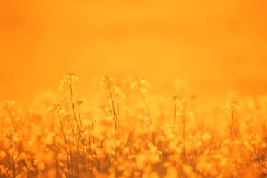 Arazideki sarı çiçeklerin soyut yaz arkaplan dokusu, güzel doğa güneşli gün vahşi çiçek