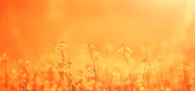 Arazideki sarı çiçeklerin soyut yaz arkaplan dokusu, güzel doğa güneşli gün vahşi çiçek