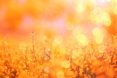 Arazideki sarı çiçeklerin soyut yaz arkaplan dokusu, güzel doğa güneşli gün vahşi çiçek