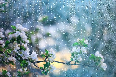 Çiçek açan bahçede bahar yağmuru, konsept tazelik doğa hava mevsimi arka plan