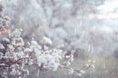 Çiçek açan bahçede bahar yağmuru, konsept tazelik doğa hava mevsimi arka plan