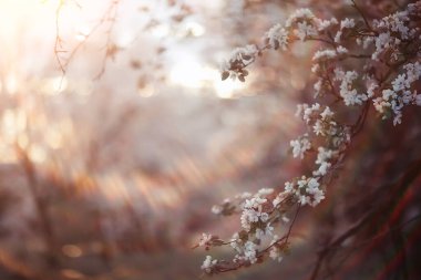Baharın çiçek açtığı arka plan, ağaçlardaki narin beyaz çiçekler, mevsimlik bahar yürüyüşü