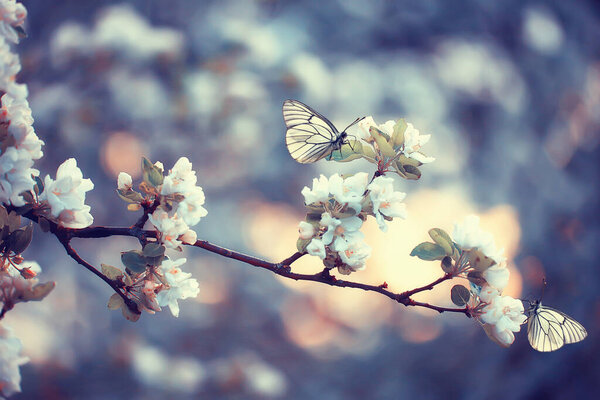 весна цветущий сад фон, нежные белые цветы на деревьях, сезонный марш весна