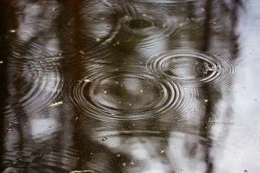 Yağmur birikintisi daireleri, su soyut arka plan, doku sonbahar suyu.