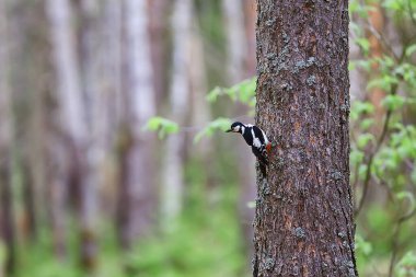 Ağaçta benekli ağaçkakan, baharda güzel orman kuşu