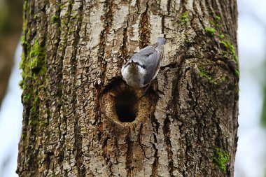 İçi boş, küçük orman kuşu yuvasında hiçbir şey, vahşi doğada bahar.