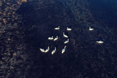 Kuğular göl manzaralı drone, doğa hayvanları manzaralı