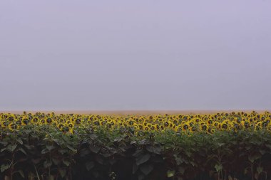 Tarladaki ayçiçekleri, soyut yaz manzarası sarı çiçek tarımı