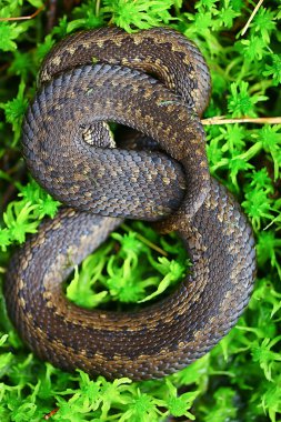 Bataklıkta yılan engereği, vahşi doğada sürüngen, tehlikeli hayvan, vahşi yaşam.