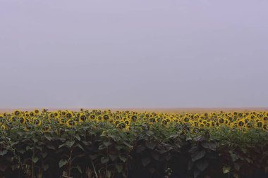 Tarladaki ayçiçekleri, soyut yaz manzarası sarı çiçek tarımı