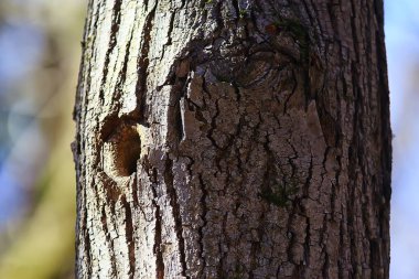 Ağaçta oyuk, eski meşe çukuru küçük kuş evi