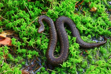 Bataklıkta yılan engereği, vahşi doğada sürüngen, tehlikeli hayvan, vahşi yaşam.