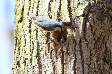 İçi boş, küçük orman kuşu yuvasında hiçbir şey, vahşi doğada bahar.