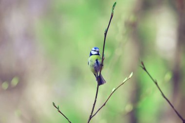İlkbahar doğası, vahşi yaşam güzelliği.