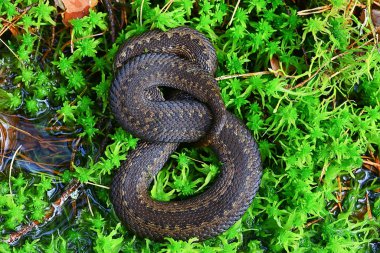 Bataklıkta yılan engereği, vahşi doğada sürüngen, tehlikeli hayvan, vahşi yaşam.