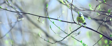 İlkbahar doğası, vahşi yaşam güzelliği.