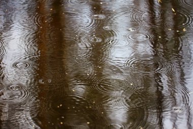 Yağmur birikintisi daireleri, su soyut arka plan, doku sonbahar suyu.