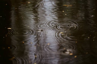 Yağmur birikintisi daireleri, su soyut arka plan, doku sonbahar suyu.