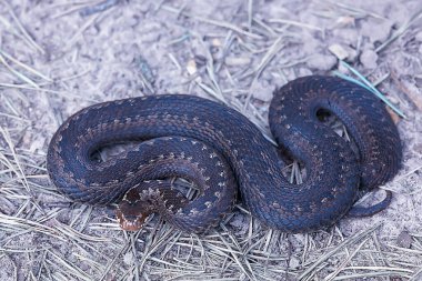 Bataklıkta yılan engereği, vahşi doğada sürüngen, tehlikeli hayvan, vahşi yaşam.
