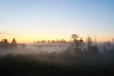 Akşam sisi orman nehri, sabah ormanı manzarası güzel arka plan.