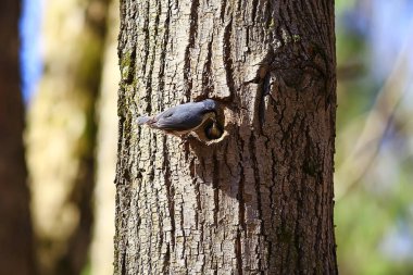 İçi boş, küçük orman kuşu yuvasında hiçbir şey, vahşi doğada bahar.