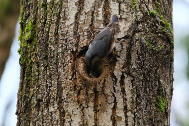 İçi boş, küçük orman kuşu yuvasında hiçbir şey, vahşi doğada bahar.
