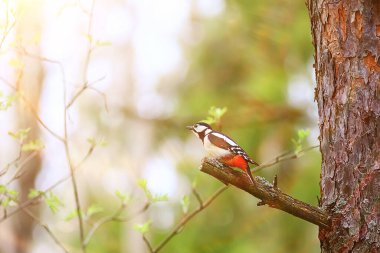 Ağaçta benekli ağaçkakan, baharda güzel orman kuşu