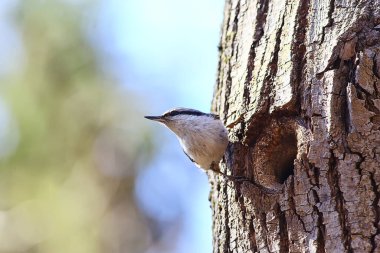 İçi boş, küçük orman kuşu yuvasında hiçbir şey, vahşi doğada bahar.