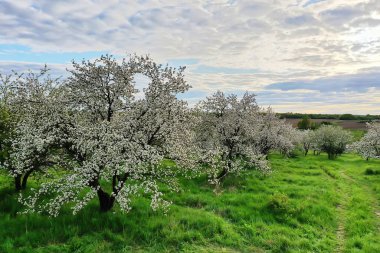 Elma ağaçları çiçek açar bahçe manzaralı drone