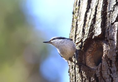 İçi boş, küçük orman kuşu yuvasında hiçbir şey, vahşi doğada bahar.
