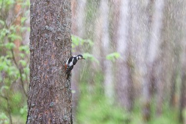 Ağaçta benekli ağaçkakan, baharda güzel orman kuşu