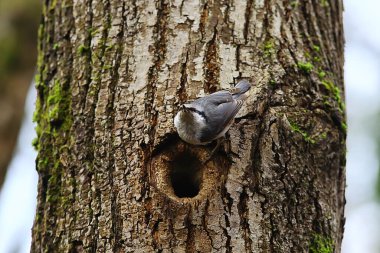 İçi boş, küçük orman kuşu yuvasında hiçbir şey, vahşi doğada bahar.