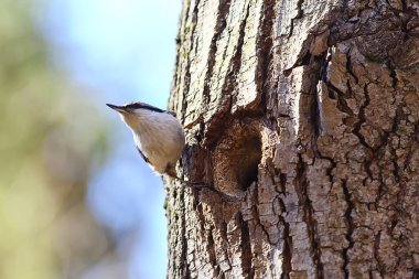 İçi boş, küçük orman kuşu yuvasında hiçbir şey, vahşi doğada bahar.