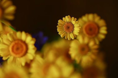 Sarı papatyalar yaz arkaplanı, soyut doğal çiçek baharı