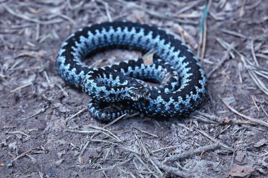 Mavi Avrupa engereği, çizgili zehirli yılan doğası vahşi.