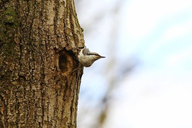 İçi boş, küçük orman kuşu yuvasında hiçbir şey, vahşi doğada bahar.