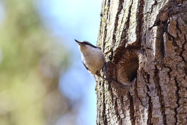 İçi boş, küçük orman kuşu yuvasında hiçbir şey, vahşi doğada bahar.