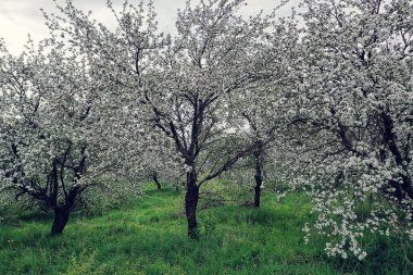 Elma ağaçları çiçek açar bahçe manzaralı drone