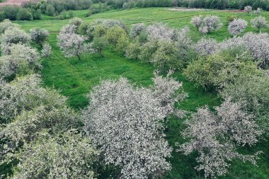 Elma ağaçları çiçek açar bahçe manzaralı drone