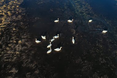 Kuğular göl manzaralı drone, doğa hayvanları manzaralı