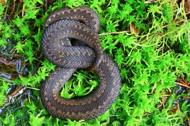 Bataklıkta yılan engereği, vahşi doğada sürüngen, tehlikeli hayvan, vahşi yaşam.