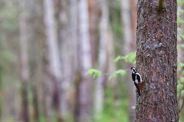 Ağaçta benekli ağaçkakan, baharda güzel orman kuşu
