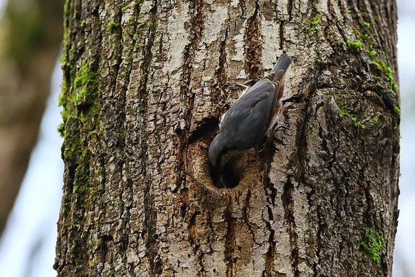 Nuthatch Στην Κοίλη Μικρή Φωλιά Πουλιών Του Δάσους Άνοιξη Στην — Φωτογραφία Αρχείου