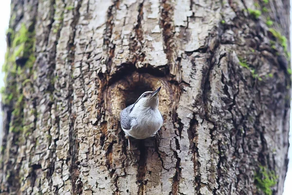 Nuthatch Üreges Kis Erdei Madárfészek Tavasz Vad Természetben — Stock Fotó