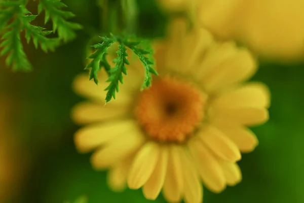 黄色のデイジー夏の背景抽象的な天然の花の春 — ストック写真