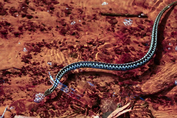 Víbora Europea Azul Serpiente Venenosa Rayas Naturaleza Salvaje —  Fotos de Stock